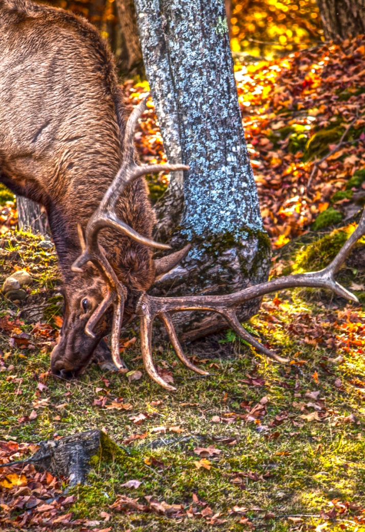 Elk rubbing antlers