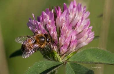 Honeybee and Clover (both unidentified)