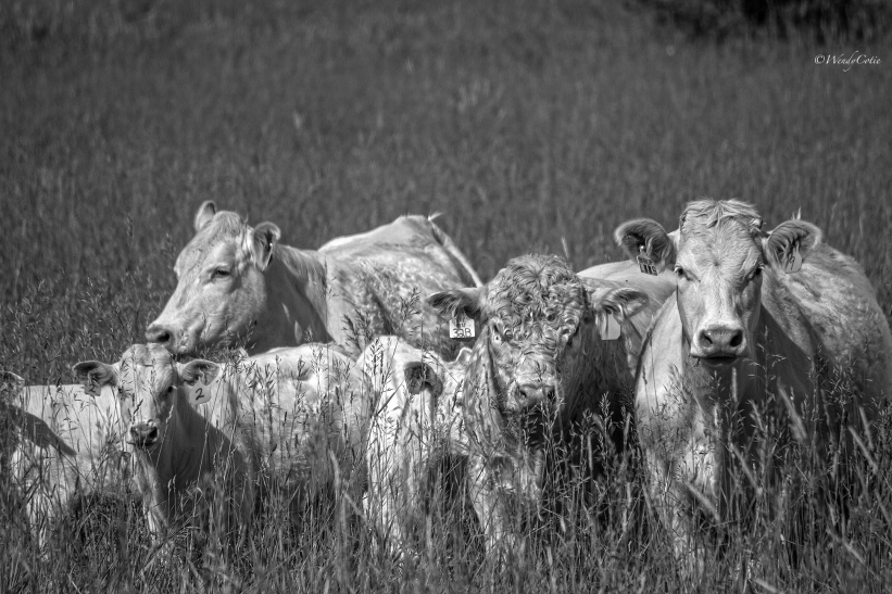CurlytheBull ~ Charolais cattle