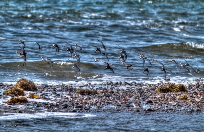 Codroy Valley shorebirds
