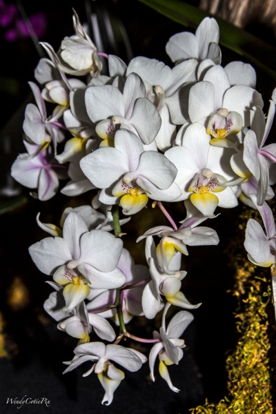 img_7318_whitecascadedelicateorchids