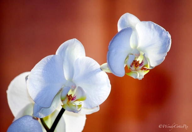 img_8341_orchid