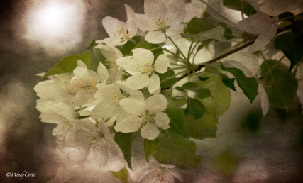 BeautifulBlossoms ~ Apple Tree JC