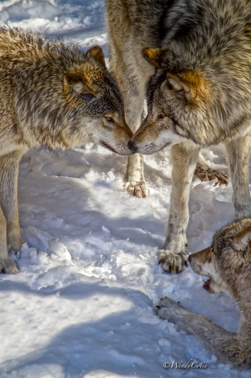 Gray Wolves Socializing https://www.theweathernetwork.com/photos/view/animals/yay-the-gray-wolf-is-on-the-eh-team-for-canadas-150th/28942021