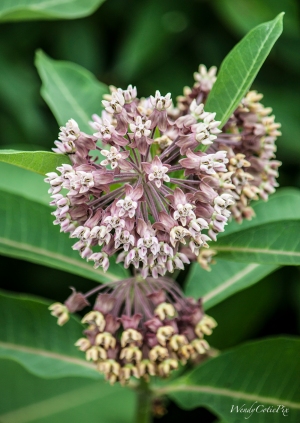 Milkweed Flower (Asclepias sp.)