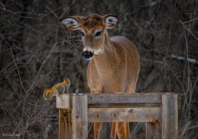 Deer vs squirrel