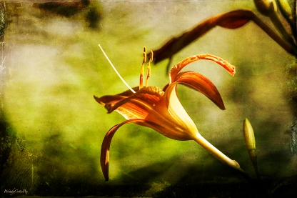 Day Lily aka Ditch Lily (Hemerocallis fulva)