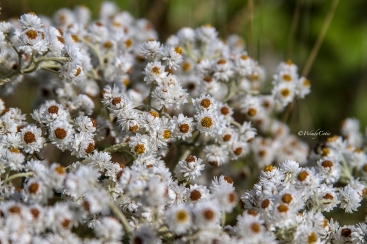 Pearly Everlasting (Anaphalis sp.)