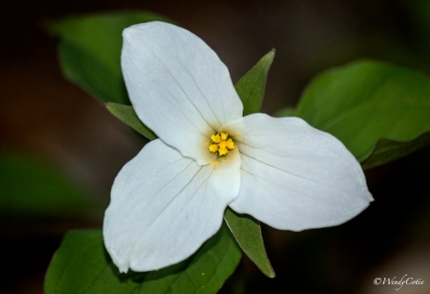Large-flowered Trillium (Trillium rhomboideum grandiflorum)